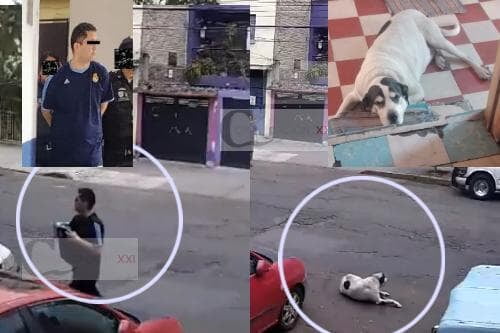 Video: #JusticiaparaMax el perrito que recibió 7 balazos a manos de un médico militar